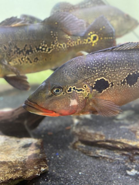 IMG_8326.jpeg IMG_8326.jpeg