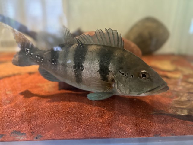 IMG_1244.jpeg IMG_1244.jpeg