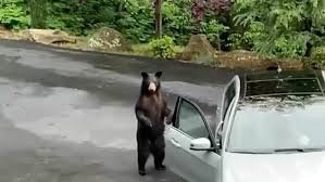 My Guide Bear has his drivers license..jpg