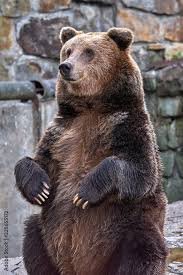 Guide Bear!.jpg