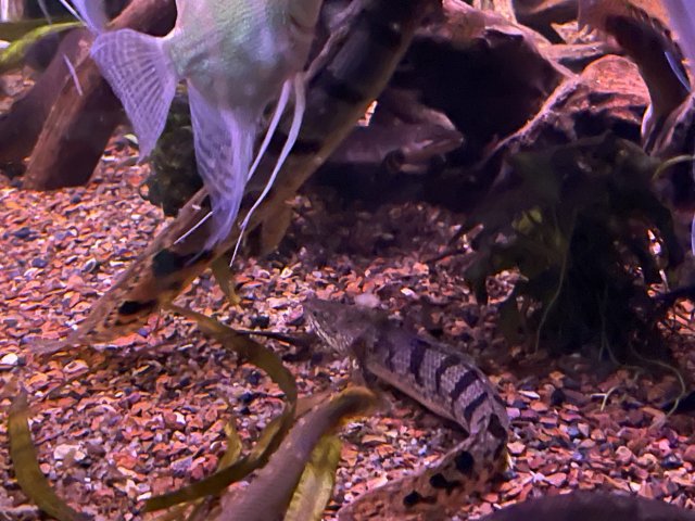 IMG_5730.jpeg IMG_5730.jpeg