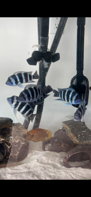 IMG_5241.PNG IMG_5241.PNG