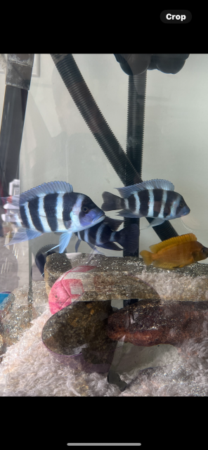 IMG_5243.PNG IMG_5243.PNG