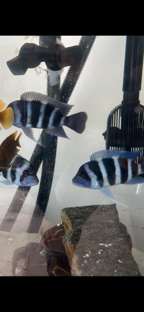 IMG_5245.PNG IMG_5245.PNG