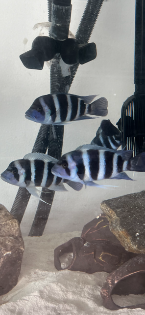 IMG_5246.PNG IMG_5246.PNG