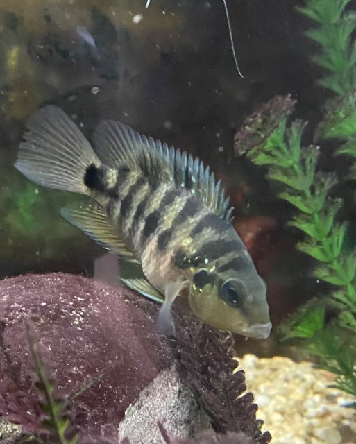 IMG_3039.jpeg IMG_3039.jpeg