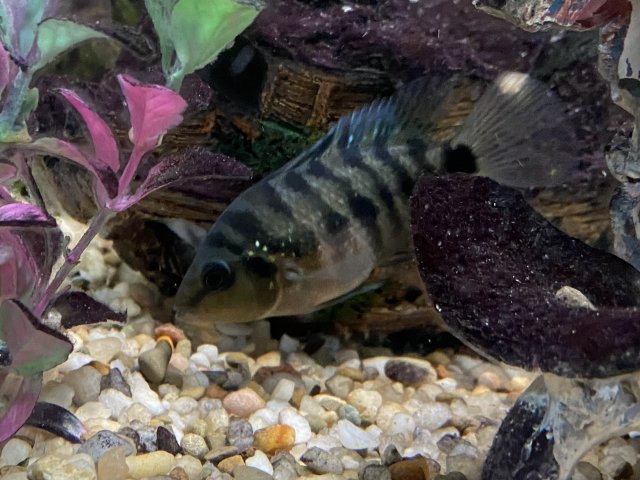 IMG_3011.jpeg IMG_3011.jpeg