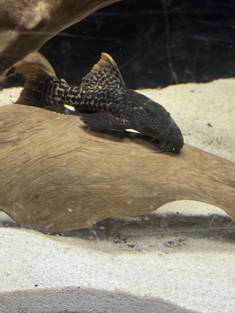 IMG_6184.jpeg IMG_6184.jpeg