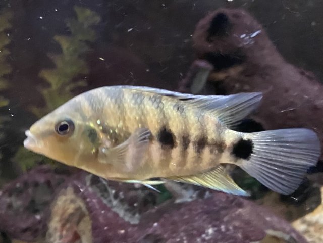 IMG_3130.jpeg IMG_3130.jpeg