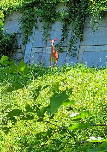 red deer.jpg