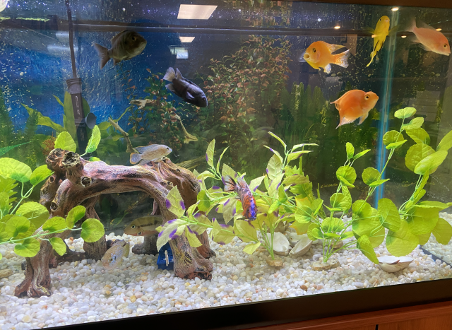 Screen Shot 2024-06-08 at 9.26.15 PM.png