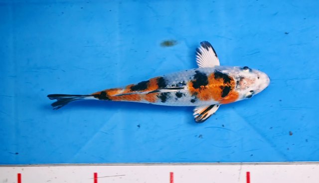 Koi 17CM $159 tax ship OZB jpg.jpg