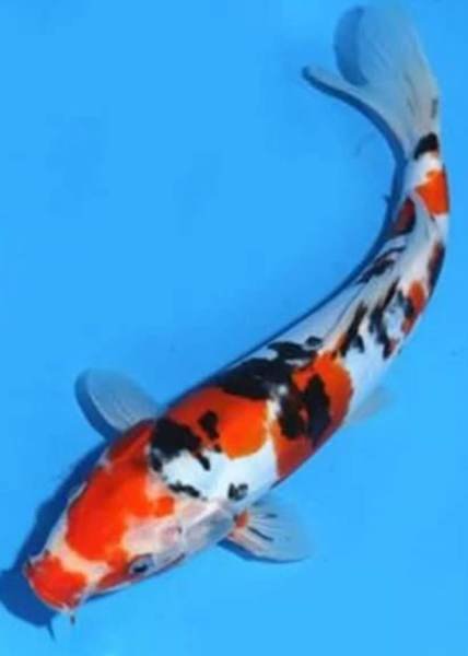 Koi 25cm $190 ship.jpg