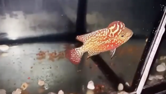 Screenshot 2024-06-20 at 7.03.36 PM.png Screenshot 2024-06-20 at 7.03.36 PM.png