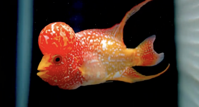 Screenshot 2024-06-20 at 7.00.36 PM.png Screenshot 2024-06-20 at 7.00.36 PM.png