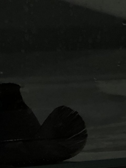 IMG_4365.jpeg IMG_4365.jpeg