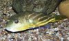 nile_puffer.jpg