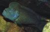 steatocranus_casuarius1.jpg