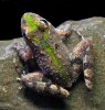cricket frog-.jpg