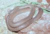 Rufous-beaked_snake-by_John_White.jpg