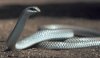 Rhamphiophis oxyrhynchus.jpg