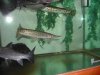 gar-small.jpg gar-small.jpg