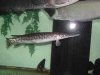 gar-big.jpg gar-big.jpg