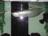 blk aro 01.jpg blk aro 01.jpg