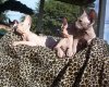 rat_cat_04.jpg