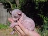 rat_cat_06.jpg