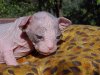 rat_cat_07.jpg
