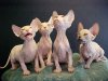 rat_cat_09.jpg