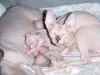 rat_cat_12.jpg