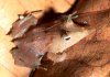 Ceratobatrachus guentheri.jpg