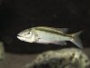 champsochromis_caeruleus_01c.jpg