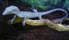 varanus-kordensis.jpg