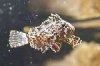 th_waspfish.jpg