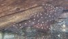 PanaqueGalaxy.jpg