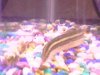 eel.jpg