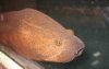 swamp eel head.jpg