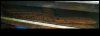 Swamp Eel2.jpg