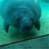 manatee.JPG