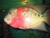 flowerhorn update number 3 adopted ones 001.jpg