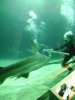 Matt and brown shark.jpg