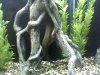 eel body pic.jpg
