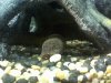 eel head pic.jpg