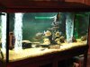 my tank.jpg