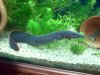 fireeel.JPG