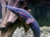 fireeel4.jpg