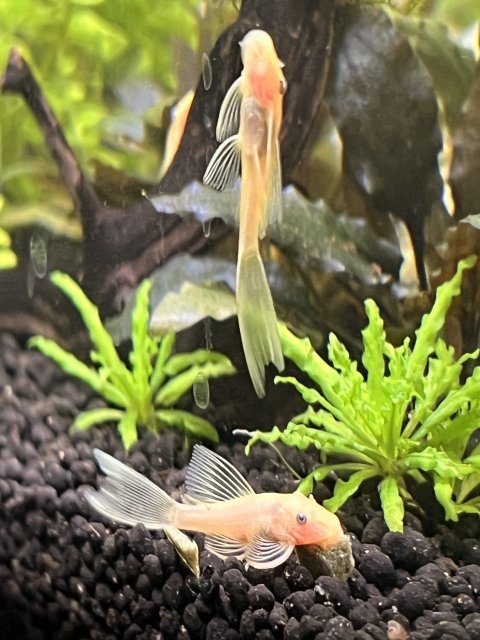 1719427790929.jpeg 1719427790929.jpeg